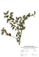 藏品(燈稱花)的圖片